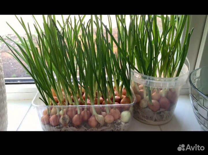 Свежая зелень, свежий укроп, лук, микрозелень