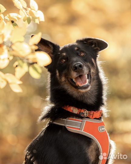 Собака в добрые руки бесплатно