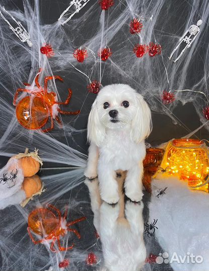 Собака для фотосессии