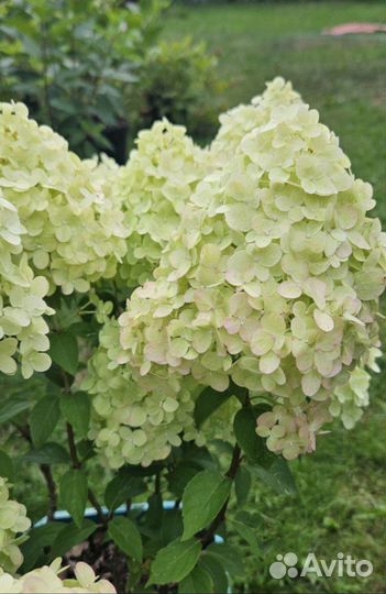 Метельчатая гортензия р9