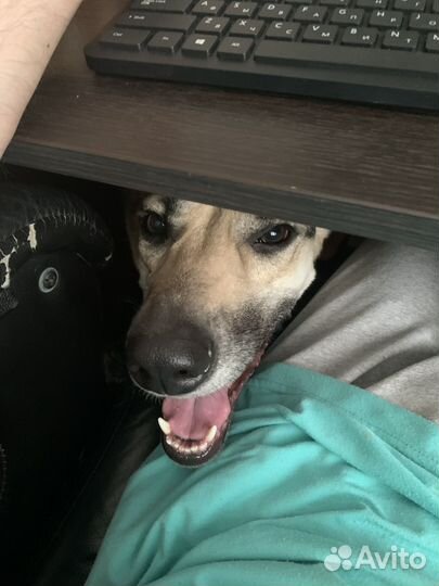 Собака-компаньон, от хозяина