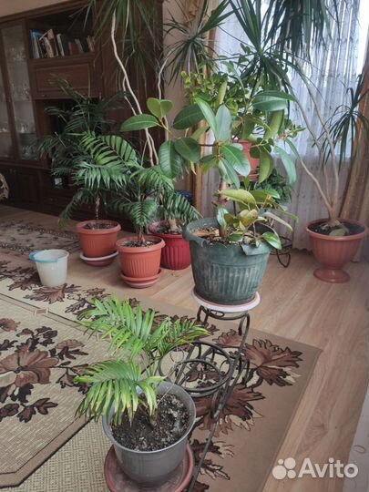 Комнатные растения