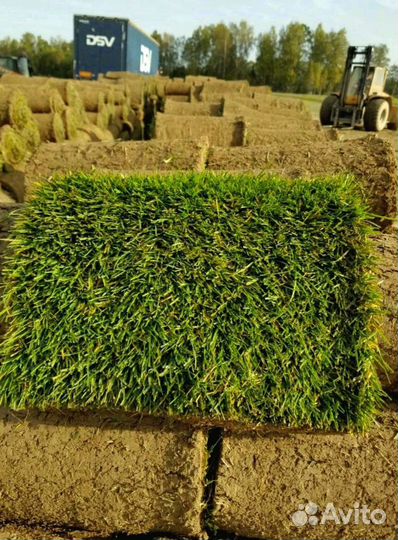 Рулонный газон 