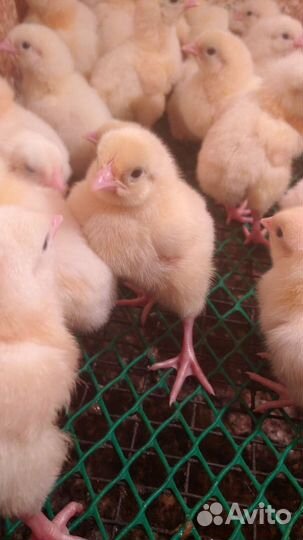 Цыплята броллера. Кобб 500 Росс 308