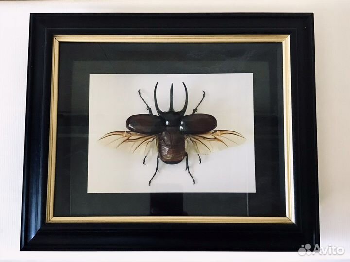 Жук-самец в рамке экзотический
