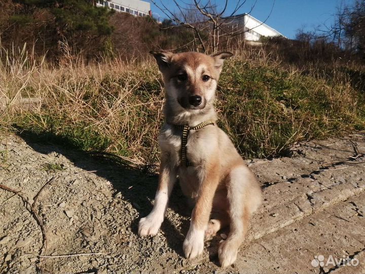 Собаки бесплатно в добрые руки щенки