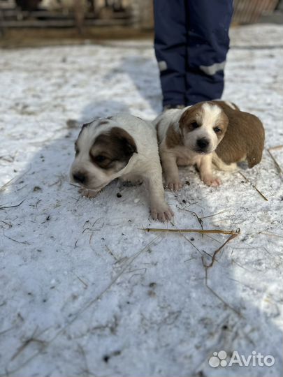 Щенки Алабай