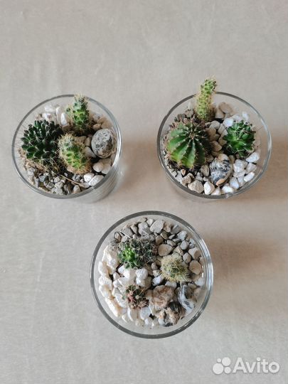 Мини флорариумы