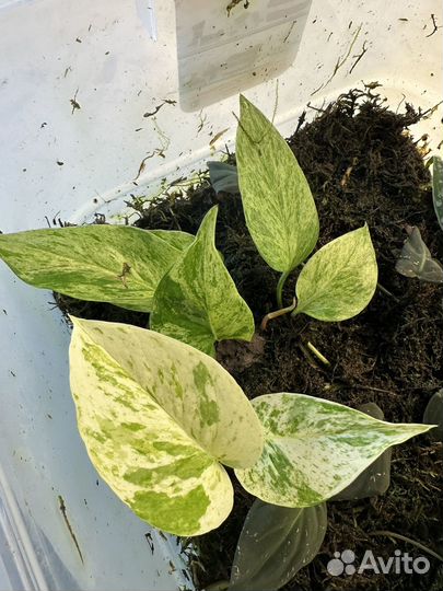 Сциндапсус марбл квин