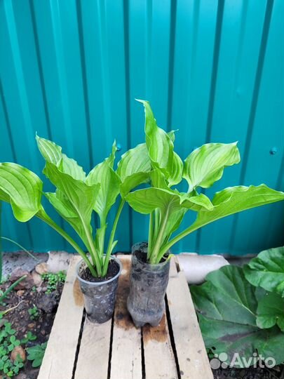 Многолетние цветы