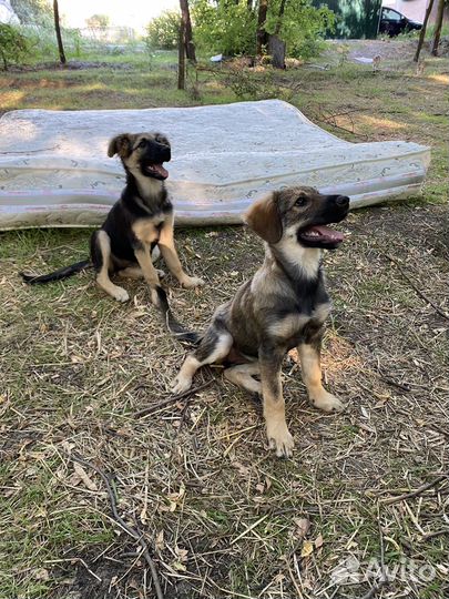 Щенки девочки