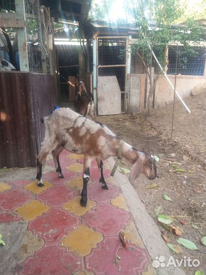 Нубийские козлята