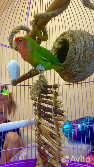 Попугай Киви