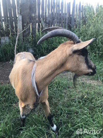 Коза дойная