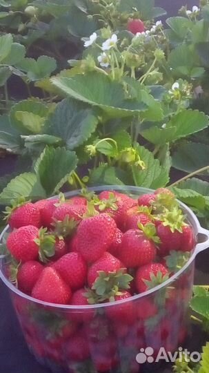 Продам рассаду земляники