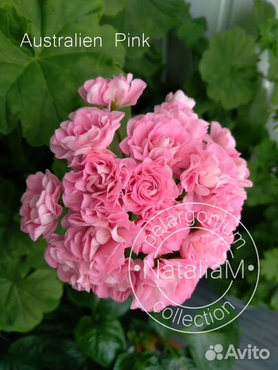 4 сорта розебудные пеларгонии