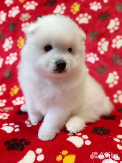 Японский шпиц щенки