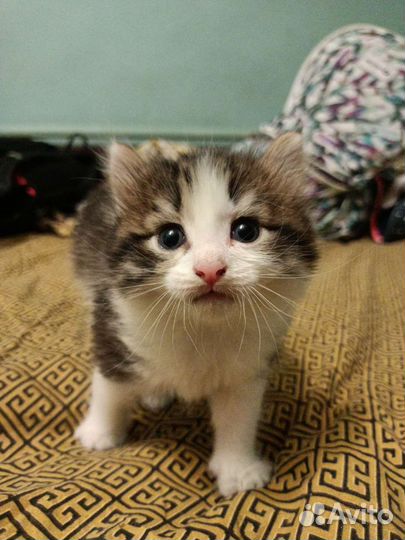 Котенок девочка, 1,5 месяца, в добрые руки