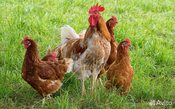 Куры несушки с доставкой