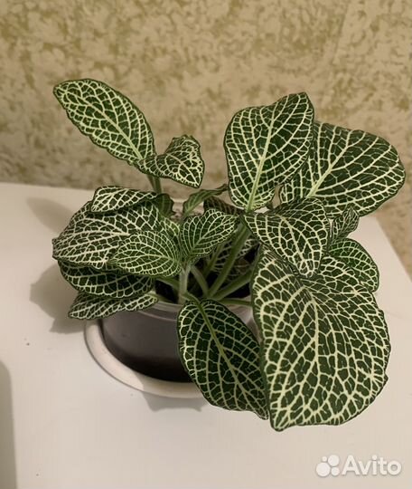 Фиттония 2 цвета