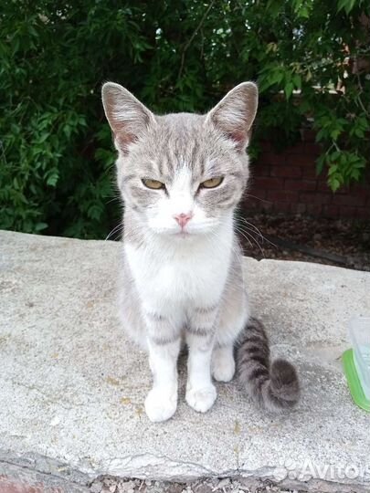 Кошка добрые руки