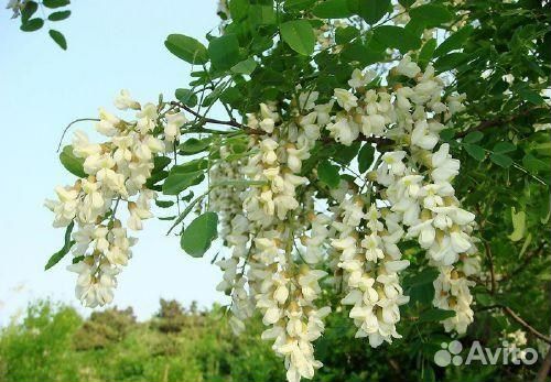 Софора японская и мелколистная, семена