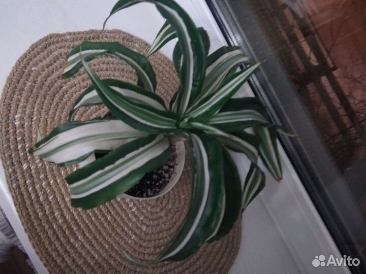 Драцена душистая