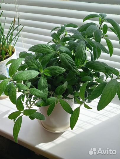 Руэллия обмен