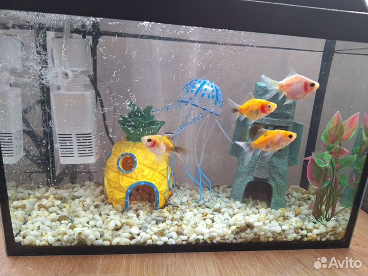 Аквариум с рыбками