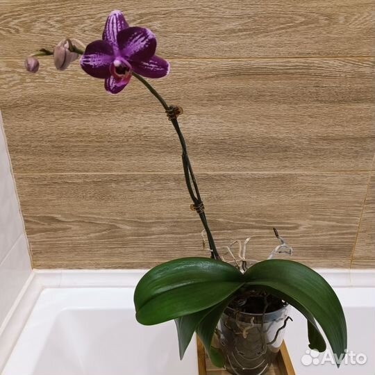 Орхидея фаленопсис