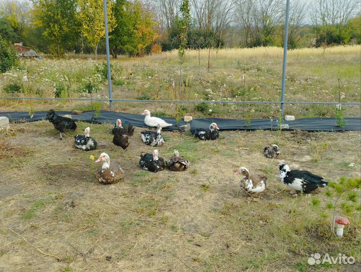 Цесарки, индоутки, голуби