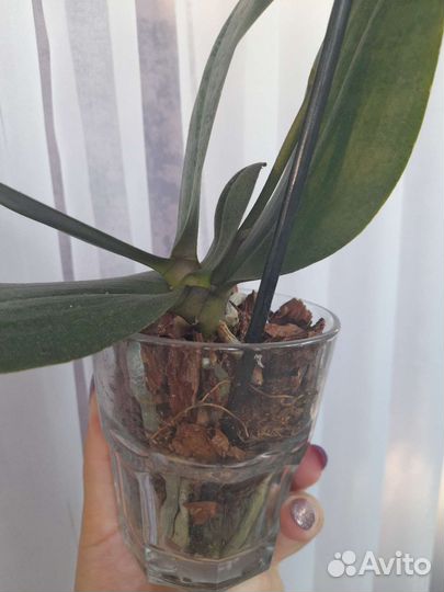 Орхидея фаленопсис