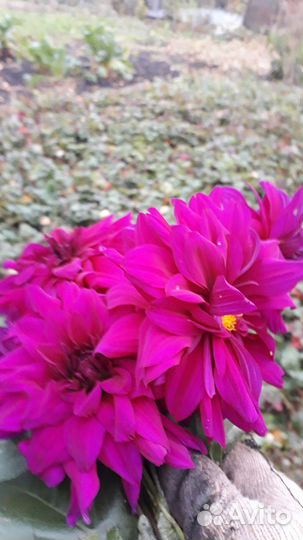 Георгины клубни