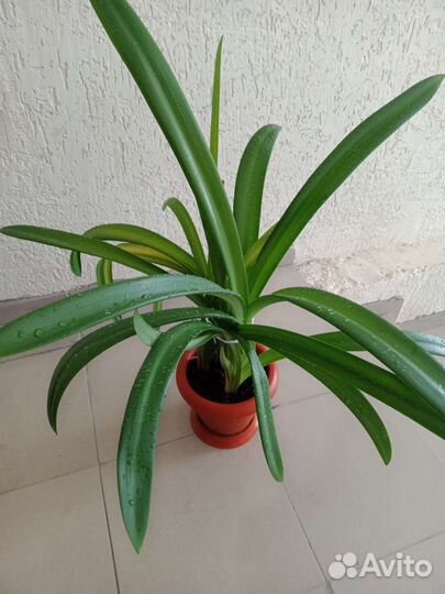 Гиппеаструм красноватый