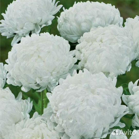 Саженцы астры