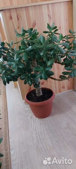 Крассула взрослое дерево