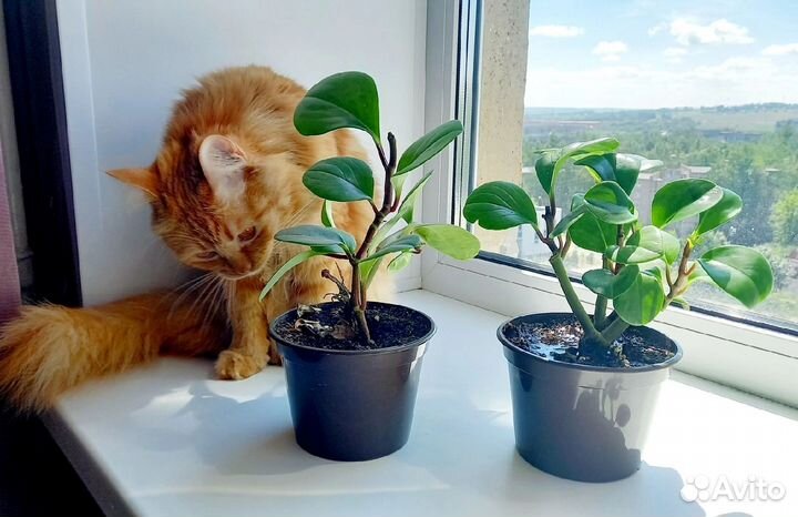 Денежное дерево, цветок любви