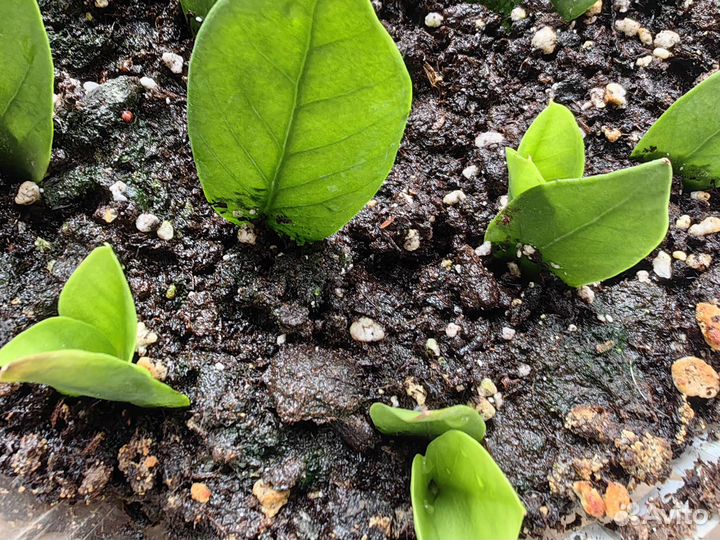 Замиокулькас