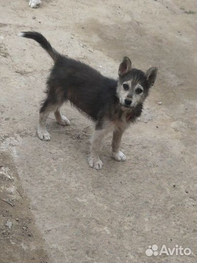 Щенки хаски бесплатно