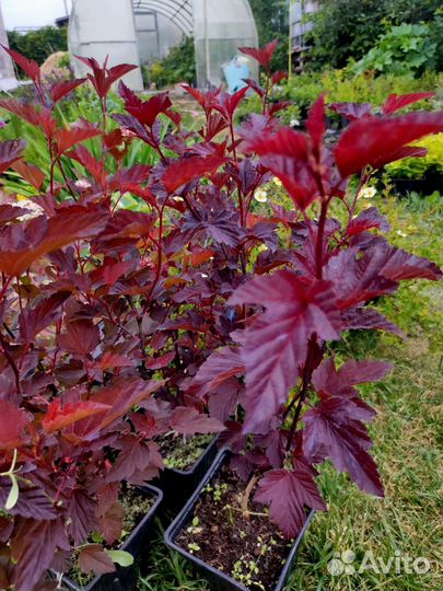 Пузыреплодник Центр Глоу