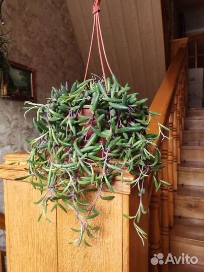 Сенецио purple flush