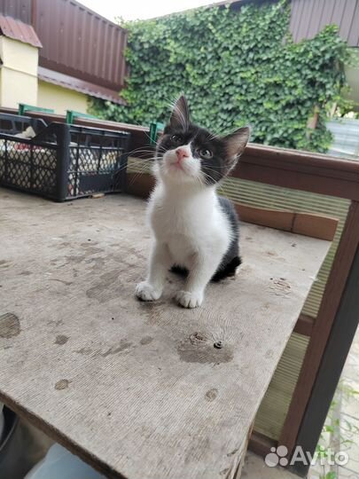 Отдаем котят