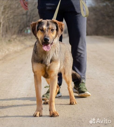 Стелла, 1 год. Стерилизована. Привезём на испыт. с