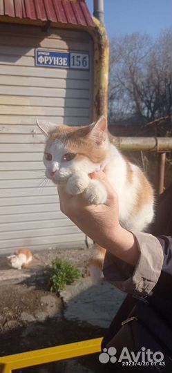 Котенок ищет дом