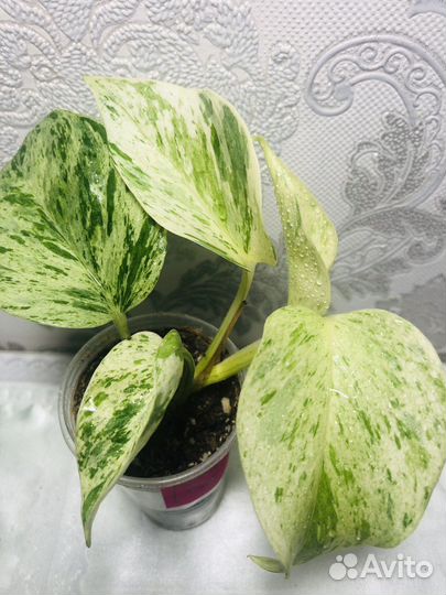 Эпипремнум сциндапсус