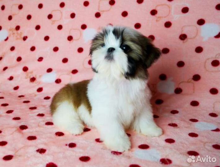 Ши-тцу щеночки