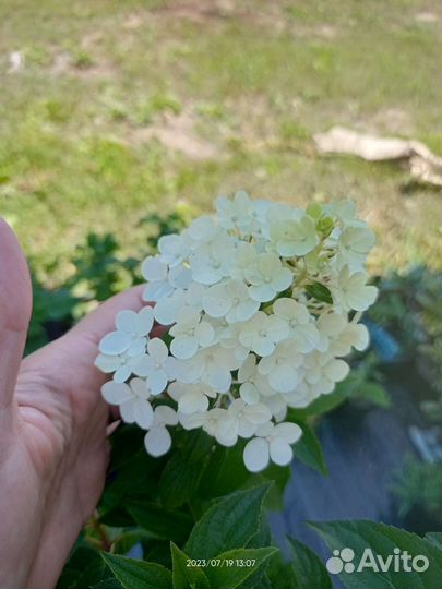 Гортензия Метельчатая