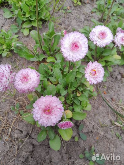 Садовые растения (разные)