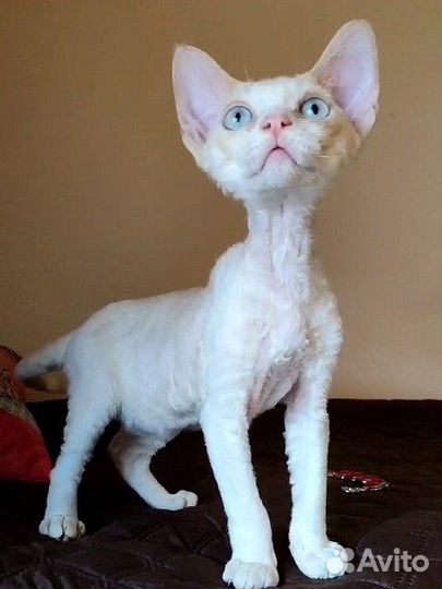 Котята девон-рекс