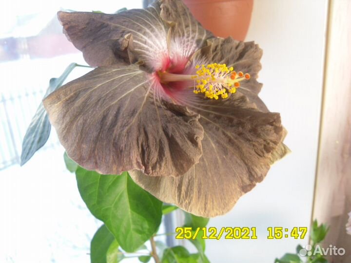 Флоридские гибискусы